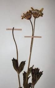 Image result for Emilia discifolia