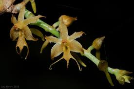 Image result for Tridactyle hurungweensis