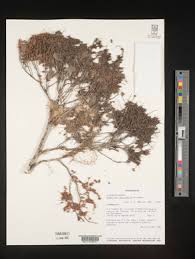 Image result for Homalium abdessammadii