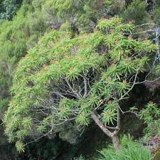 Euphorbe Mellifere Euphorbia Mellifera Une Grande Vivace Au Parfum De Miel Euphorbe Vivaces Plantes Melliferes