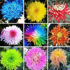 Hot Sale 22 Colors Available Chrysanthemum Seeds Chrysanthemum Chrysanthemums