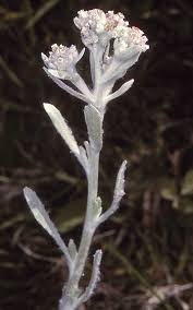 Image result for Vellereophyton dealbatum