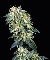 Check spelling or type a new query. Legendare Cannabissorten Und Ur Genetik Grow Magazin