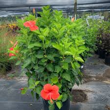 Image result for Hibiscus