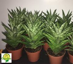 Maybe you would like to learn more about one of these? Sansevieria Gabriela With Free Plastic Pot Pebbles And Garden Soil Rare Plant And 3 Stocks Only Lazada Ph