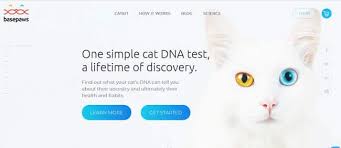 Collecting a sample for a cat dna test kit. Best Cat Dna Tests Of 2020 Top 10 Dna Tests