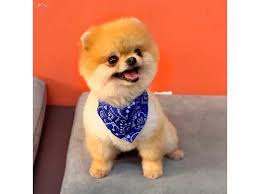 Boo Vegas Pomeranian Ust Duzey Guzellik Kopek Dunyasi