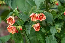 Image result for Abutilon sp.no.1