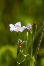 Image result for eustoma maurine