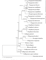 Image result for Fagopyrum snowdenii