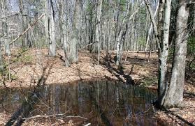 Poplar tree can thrive optimum in between temperature of 5°c to 45°c areas in in poplar tree farming farmer can utilize the inner free space for intercrops cultivation and get the extra income. Harvesting High Value Trees For Profit Farming Magazine