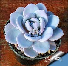 Cactus, especially gymnocalycium and astrophytum, have always been part of the durham botanicals plant collections. Hot Sale 10pcs Lot Cactus Rebutia Variety Flowering Color Cacti Rare Cactus Seed Office Mini Plant Succulent Lvg52t China Mainland Succulentes Planting