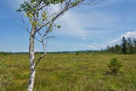 「obazda wiki」の画像検索結果