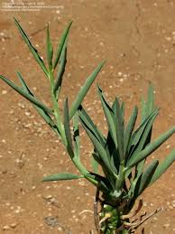 Image result for Euphorbia monteiroi