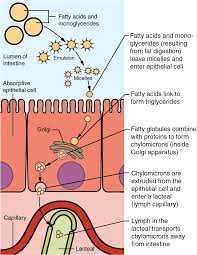 Chemical Digestion And Absorption A Closer Look Anatomy And Physiology
