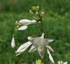 Potted plant, small rounded green leaf, white curved lines in it, it looks like the sides of a watermelon. Hostas Umn Extension
