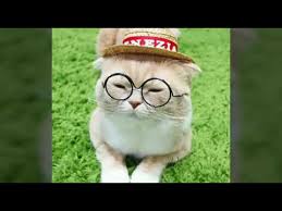 Gambar Kucing Lucu Pakai Kacamata 81021 Nama Untuk Kucing Comel Lucu Dan Unik