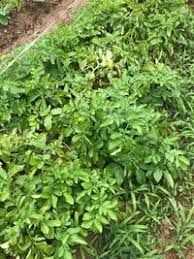 みょうがが食べたいのですが葉っぱばかりワザワサでいっこうに出てきません 植 Yahoo 知恵袋