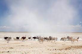 We did not find results for: Etosha National Park Wikipedia