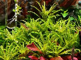 Image result for Nesaea sarcophylla