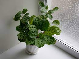 We did not find results for: Prayer Plant Care Learn How To Grow A Prayer Plant