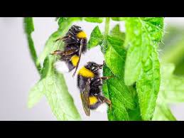 Share that you've signed up to think big and live smart with bumblebee, the space company. Bumblebees Speed Up Flowering Eth Zurich