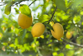 Limonun Faydalari Nelerdir Limon Hangi Hastaliklara Iyi Gelir Saglik Haberleri