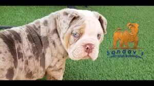 Our goal here at the deluxe bulldogs is to find the perfect home for. Lilac Tri Merle Boy English Bulldog Puppy With Blue Eyes Youtube