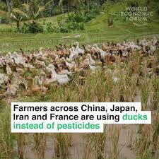 Farmers across China, Japan, Iran and France are using ducks ...