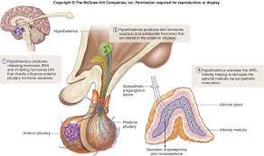 Associate Degree Nursing Physiology Review Endocrine System Endocrine Physiology