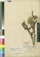 Image result for Crassocephalum montuosum
