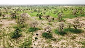 Image result for Faidherbia