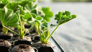 Image result for Pelargonium domesticum round-leaved bushy