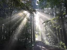 Forest In Switzerland 20481536 Reddit Nature Photos Ipad Air Wallpaper Beautiful Nature