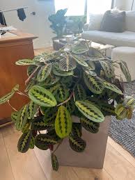 Image result for maranta