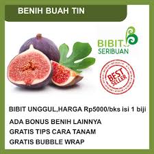 Pokok tin semaian batang root fig cuttings. Benih Buah Tin Unggul Shopee Indonesia