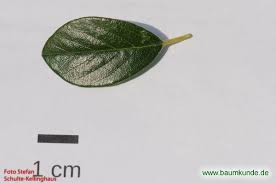 It grows flatly against the ground to create a kind of sod. Teppich Zwergmispel Details Baumbestimmung Laubholzer Bestimmen Cotoneaster Dammeri