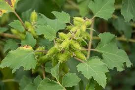 Image result for Xanthium strumarium