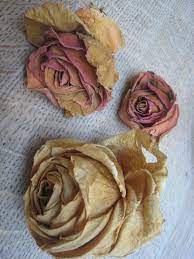 Once it's preheated, place your tray of herbs on the center rack and prop the door open slightly with a wooden utensil to allow some air movement. Martha Moments Drying Roses In The Aga The Womens Room