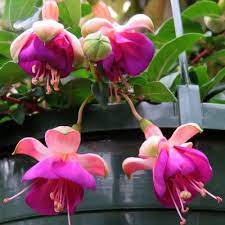 Hermenegildus felix victor maria herman finkers (ipa: Fuchsia Pflanzenkombinationen Matelma