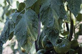 A fracture often requires emergency treatment at a hospital. Tomato Torrado Virus An Overview Sciencedirect Topics