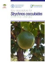 Image result for Strychnos cocculoides