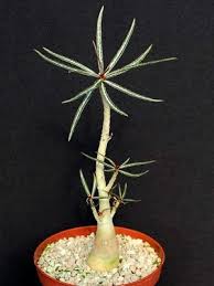 Image result for Ctenium somalense