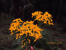 Image result for Senecio serratuloides