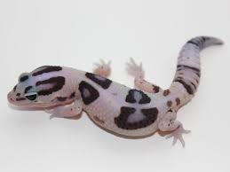 Black And White Striped Leopard Gecko Pin On Fat Tail Geckos