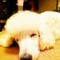 You have to consume a lot of calories and protein and also lift heavy weights at the right intensity. Very Skinny Poodle Poodle Forum