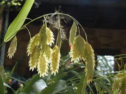 Image result for Chasmanthium latifolium