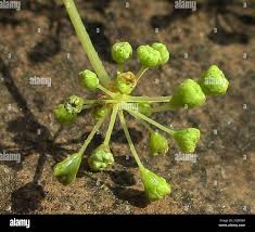 Image result for Steganotaenia