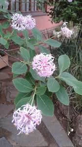 Image result for Dais cotinifolia
