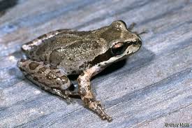 Image result for Hippocratea ritschardii